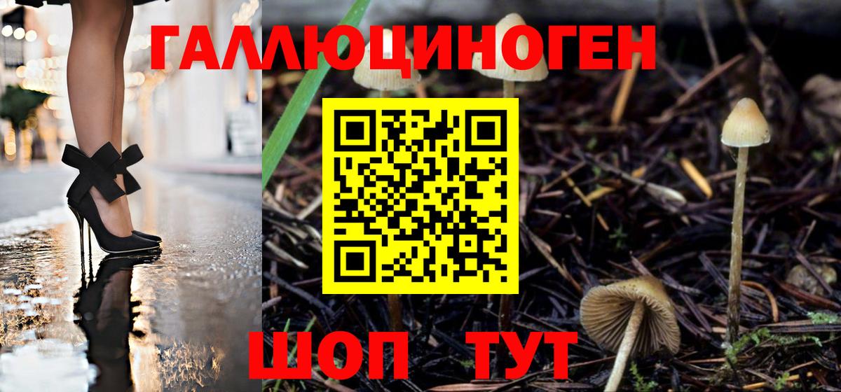 Псилоцибиновые грибы Psilocybine cubensis Балаково